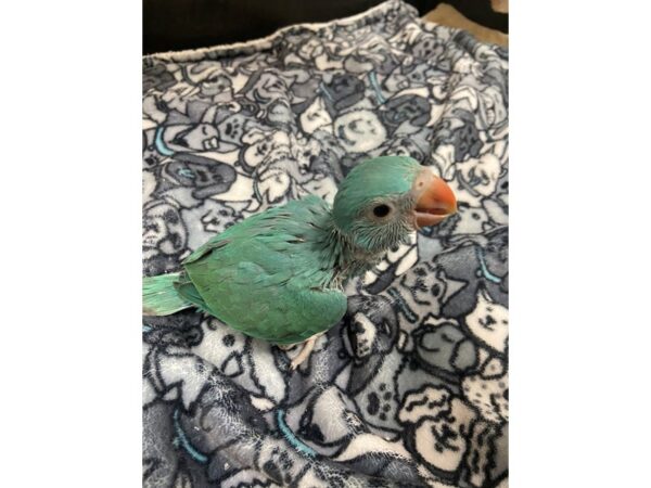 Blue Indian Ringneck-BIRD---3062-Petland Norwin, PA