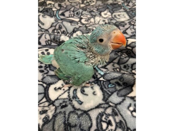 Blue Indian Ringneck-BIRD---3059-Petland Norwin, PA