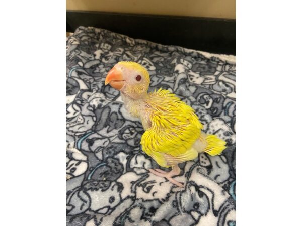 Lutino Indian Ringneck-BIRD---3056-Petland Norwin, PA