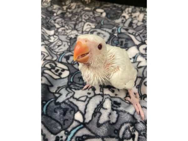 Albino Indian Ringneck-BIRD---3055-Petland Norwin, PA