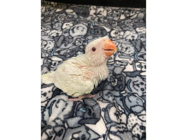 Albino Indian Ringneck-BIRD---3054-Petland Norwin, PA