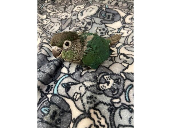 Turquoise Green Cheek Conure-BIRD---3053-Petland Norwin, PA