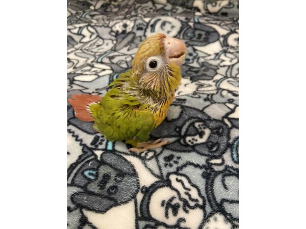 Pineapple Greencheek Conure-BIRD---3052-Petland Norwin, PA