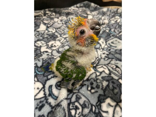 Sun Conure BIRD 3051 Petland Norwin, PA