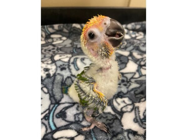 Sun Conure BIRD 3048 Petland Norwin, PA