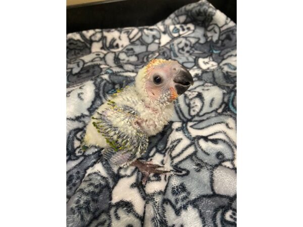 Sun Conure-BIRD---3047-Petland Norwin, PA