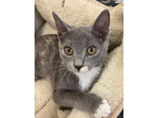 Domestic Short Hair CAT Female Dilute Calico 3036 Petland Norwin, PA