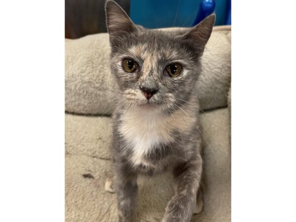 Domestic Short Hair CAT Female Dilute Calico 3029 Petland Norwin, PA