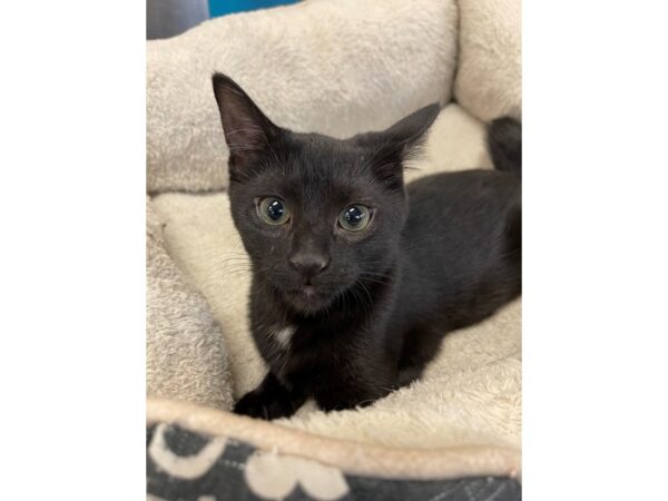 Domestic Short Hair CAT Female Black 3031 Petland Norwin, PA