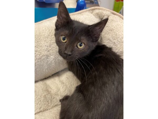 Domestic Short Hair CAT Female Black 3034 Petland Norwin, PA