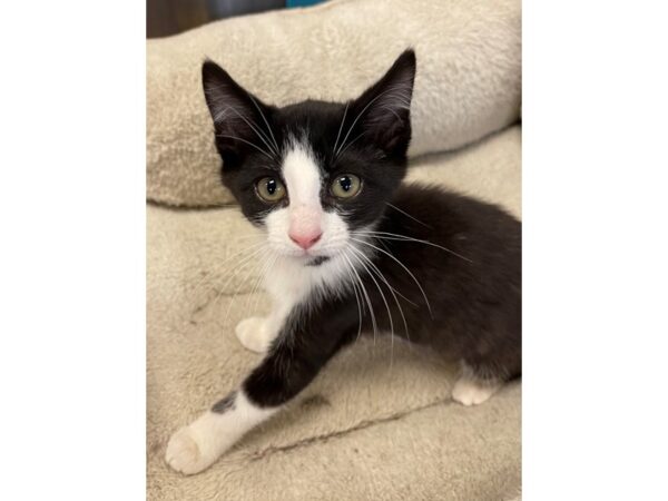 Domestic Short Hair CAT Female Black and White 3041 Petland Norwin, PA