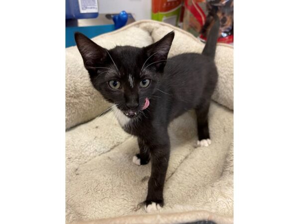 Domestic Short Hair CAT Male Black and White 3043 Petland Norwin, PA