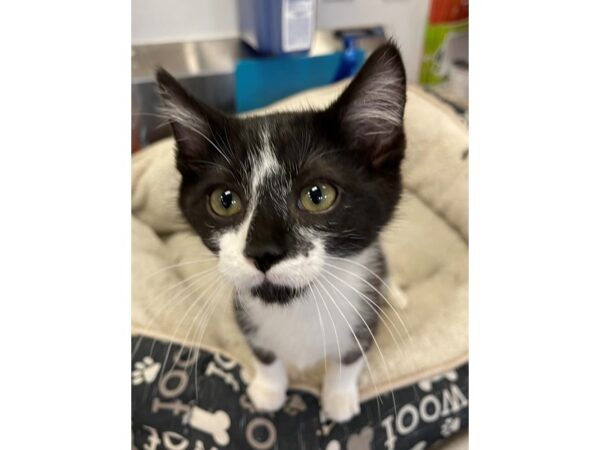 Domestic Short Hair CAT Female Black and White 3040 Petland Norwin, PA