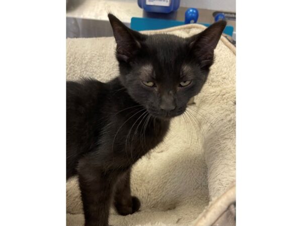 Domestic Short Hair CAT Male Black 3033 Petland Norwin, PA