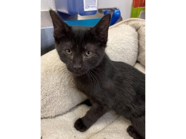 Domestic Short Hair CAT Male Black 3032 Petland Norwin, PA