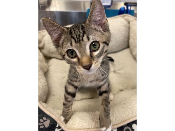 Domestic Short Hair CAT Male Black and Tan 3042 Petland Norwin, PA