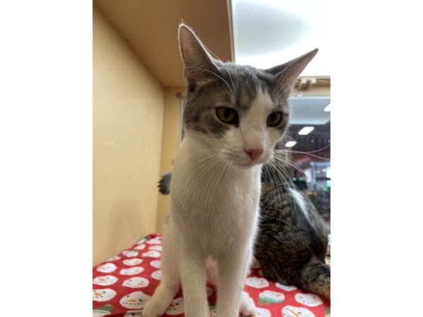 Domestic Short Hair-CAT-Male-White and Grey-3038-Petland Norwin, PA