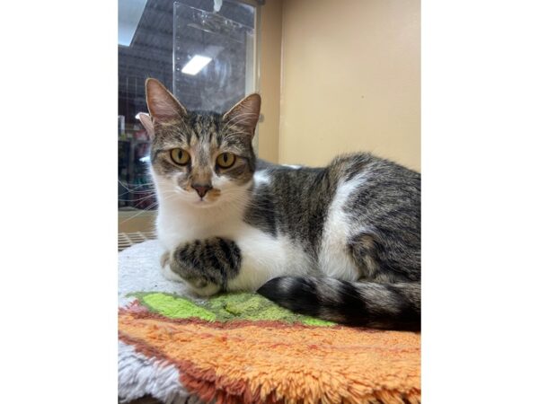 Domestic Short Hair CAT Male White and Grey 3024 Petland Norwin, PA