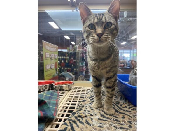 DSH Cat-CAT-Female-Brown Tabby-3027-Petland Norwin, PA