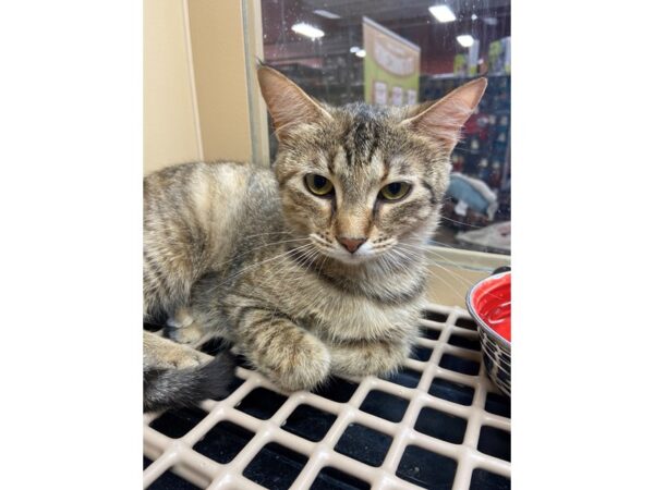 Domestic Short Hair CAT Female Grey Tabby 3025 Petland Norwin, PA