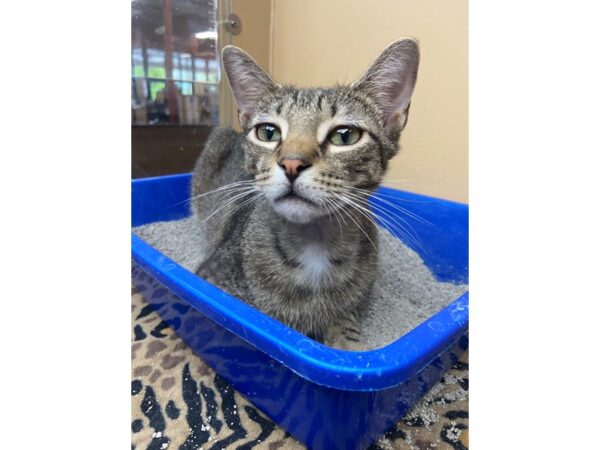 Domestic Short Hair CAT Male Brown Tabby 3028 Petland Norwin, PA