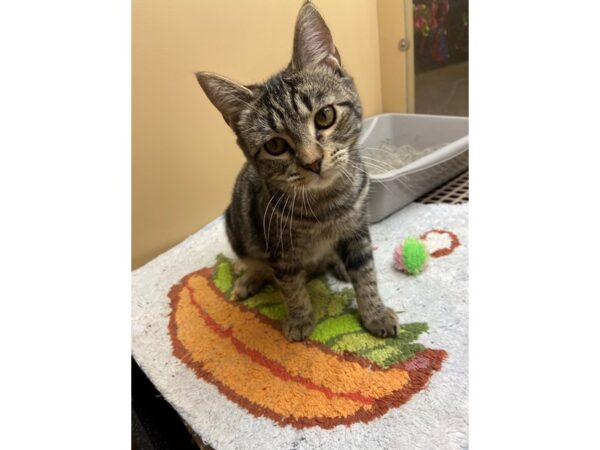 Domestic Short Hair CAT Female Grey Tabby 3030 Petland Norwin, PA