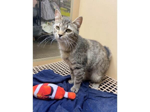 Domestic Short Hair CAT Female Grey Tabby 3026 Petland Norwin, PA