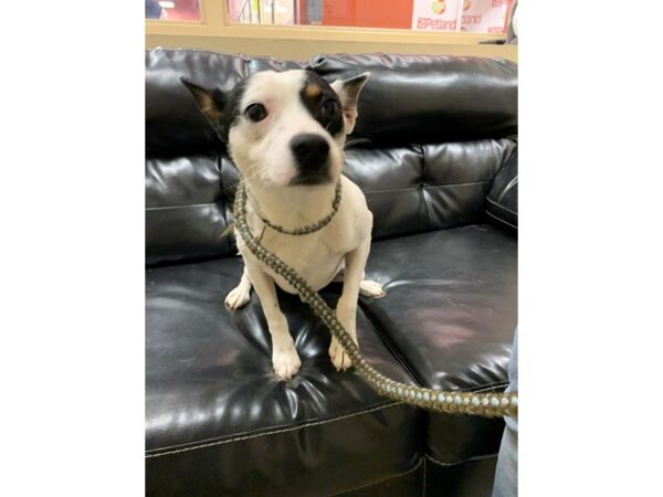 Jack Russell Mix DOG Male White and Black 3018 Petland Norwin, PA