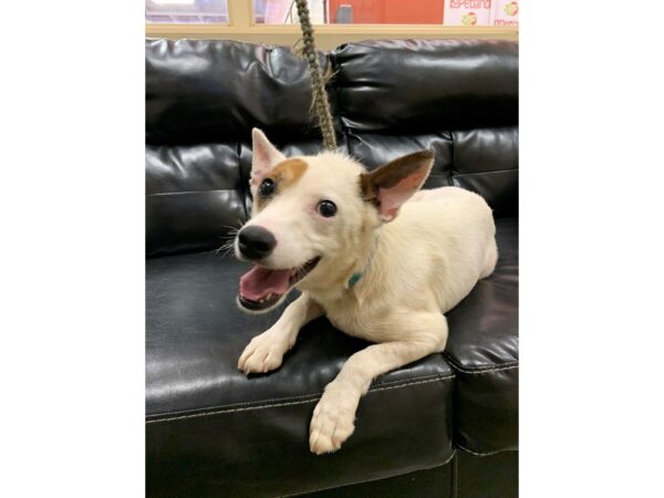 Jack Russell Mix-DOG-Male-White and Brown-3017-Petland Norwin, PA