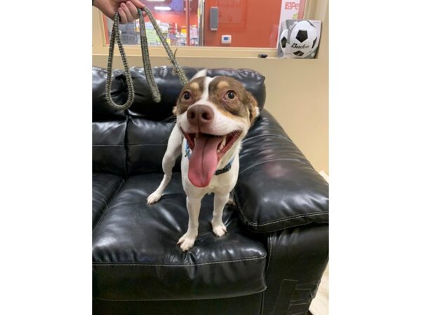 Jack Russell Mix DOG Male Beige and White 3020 Petland Norwin, PA