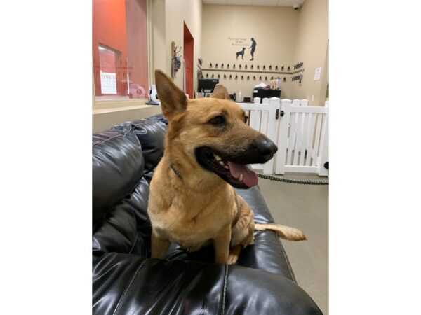 German Shepherd Mix-DOG-Female-Tan-3003-Petland Norwin, PA