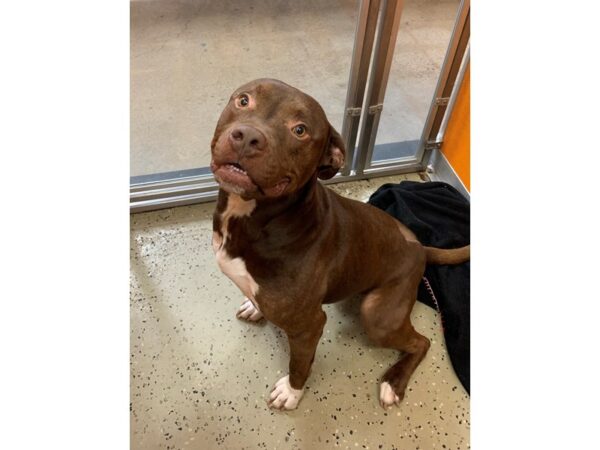 Pit Bull Mix DOG Male Brown and White 3019 Petland Norwin, PA