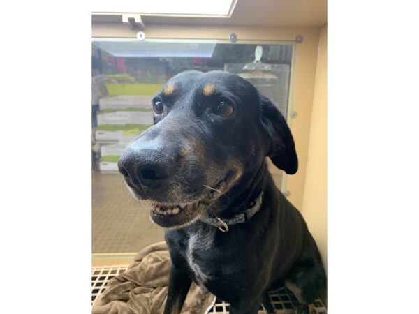 Hound Mix-DOG--Black and Tan-3015-Petland Norwin, PA