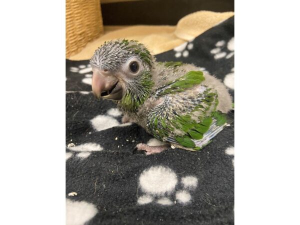 Hahns Macaw-BIRD---3067-Petland Norwin, PA