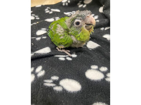 Hahns Macaw-BIRD---3065-Petland Norwin, PA