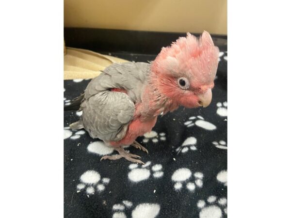 Rosebreasted Cockatoo BIRD 3077 Petland Norwin, PA