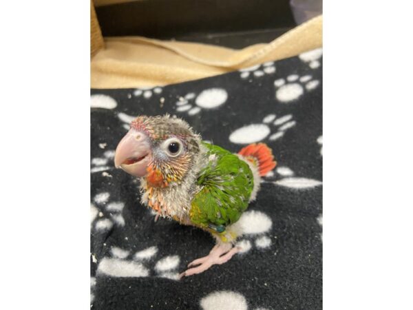 Yellowside Green Cheek Conure-BIRD---3075-Petland Norwin, PA