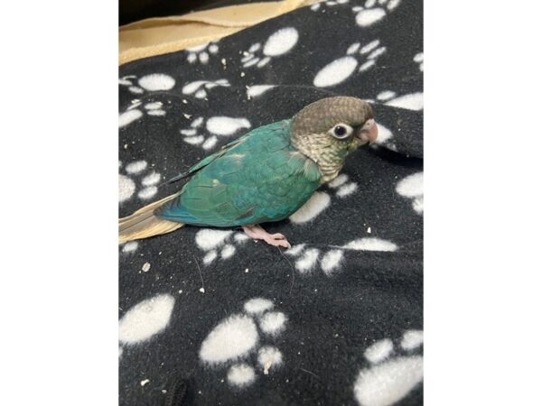 Turquoise Cross Green cheek Conure BIRD 3073 Petland Norwin, PA