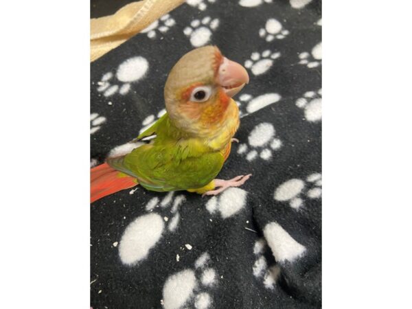 Pineapple Green Cheek Conure-BIRD---3071-Petland Norwin, PA