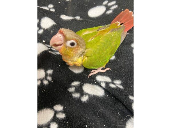 Pineapple Green Cheek Conure-BIRD---3070-Petland Norwin, PA