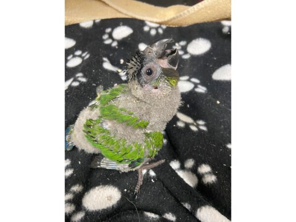 Nanday Conure-BIRD---3068-Petland Norwin, PA