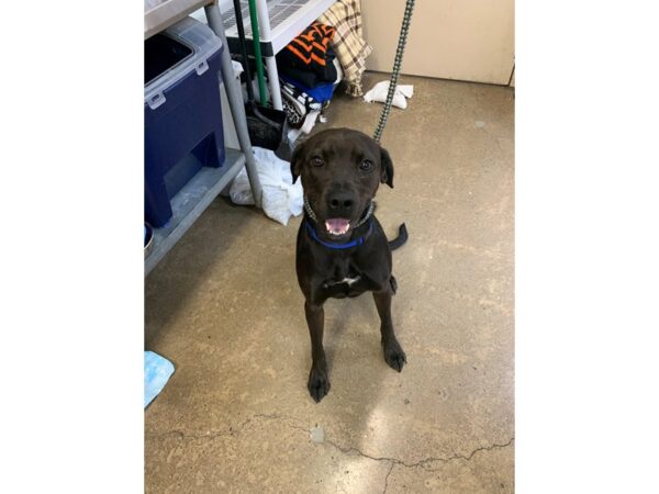 Labrador Retriever Mix-DOG-Female-Black and White-3044-Petland Norwin, PA