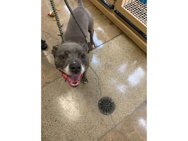 Pit Bull Mix DOG Male Grey and White 3008 Petland Norwin, PA