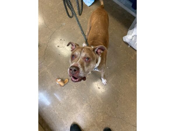 Pit Bull Mix DOG Male Brown and White 3012 Petland Norwin, PA