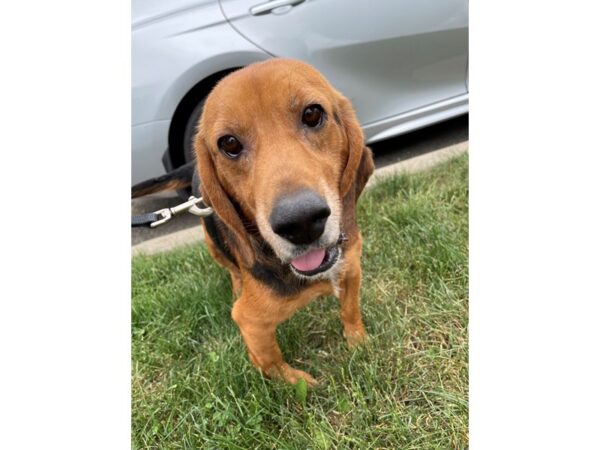 Beagle Mix DOG Male Brown and Black 3099 Petland Norwin, PA