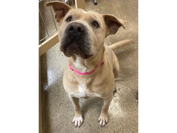 Sharpei/Pitbull Mix DOG Female Blonde 3102 Petland Norwin, PA