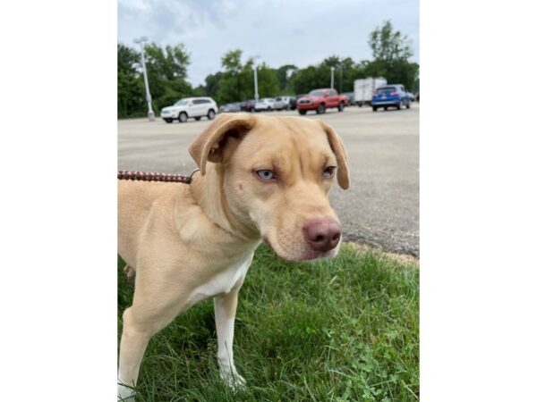 Lab Mix DOG Female Blonde 3103 Petland Norwin, PA