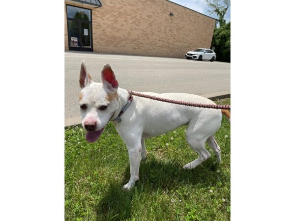 Pit Bull Mix DOG Female White and Tan 3100 Petland Norwin, PA