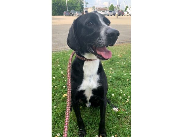 German Shorthair Pointer Mix DOG Male Black and White 3098 Petland Norwin, PA