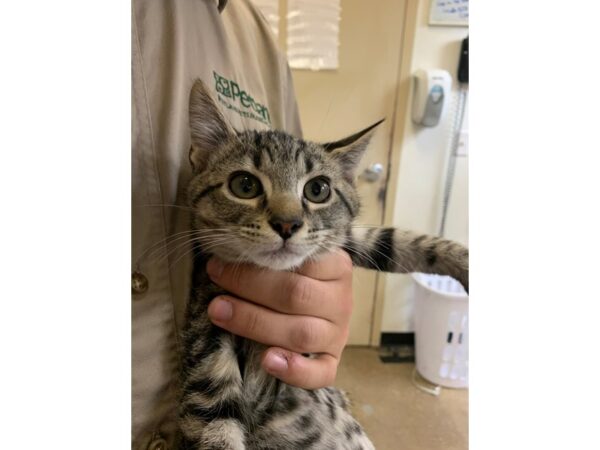 Domestic Short Hair CAT Male Grey and Black Tabby 3090 Petland Norwin, PA